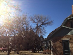Workers high in the tree at the south side